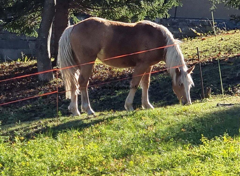 Cocquio, cade da cavallo