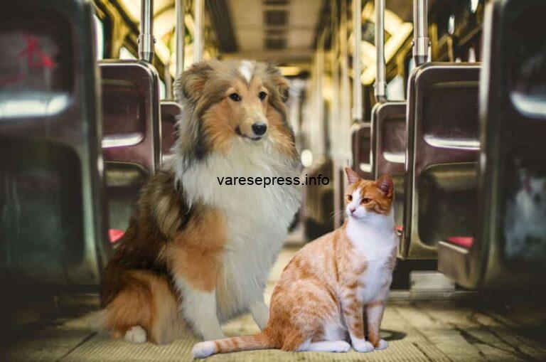 treno gratis per cani e gatti