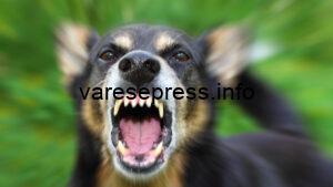 Un rottweiler ha azzannato un bimbo di tre anni a Somma Lombardo