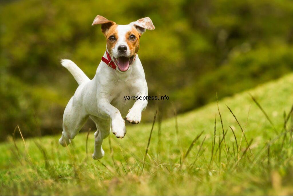 Vergiate, uomo appende al cappio un cane Jack Russell