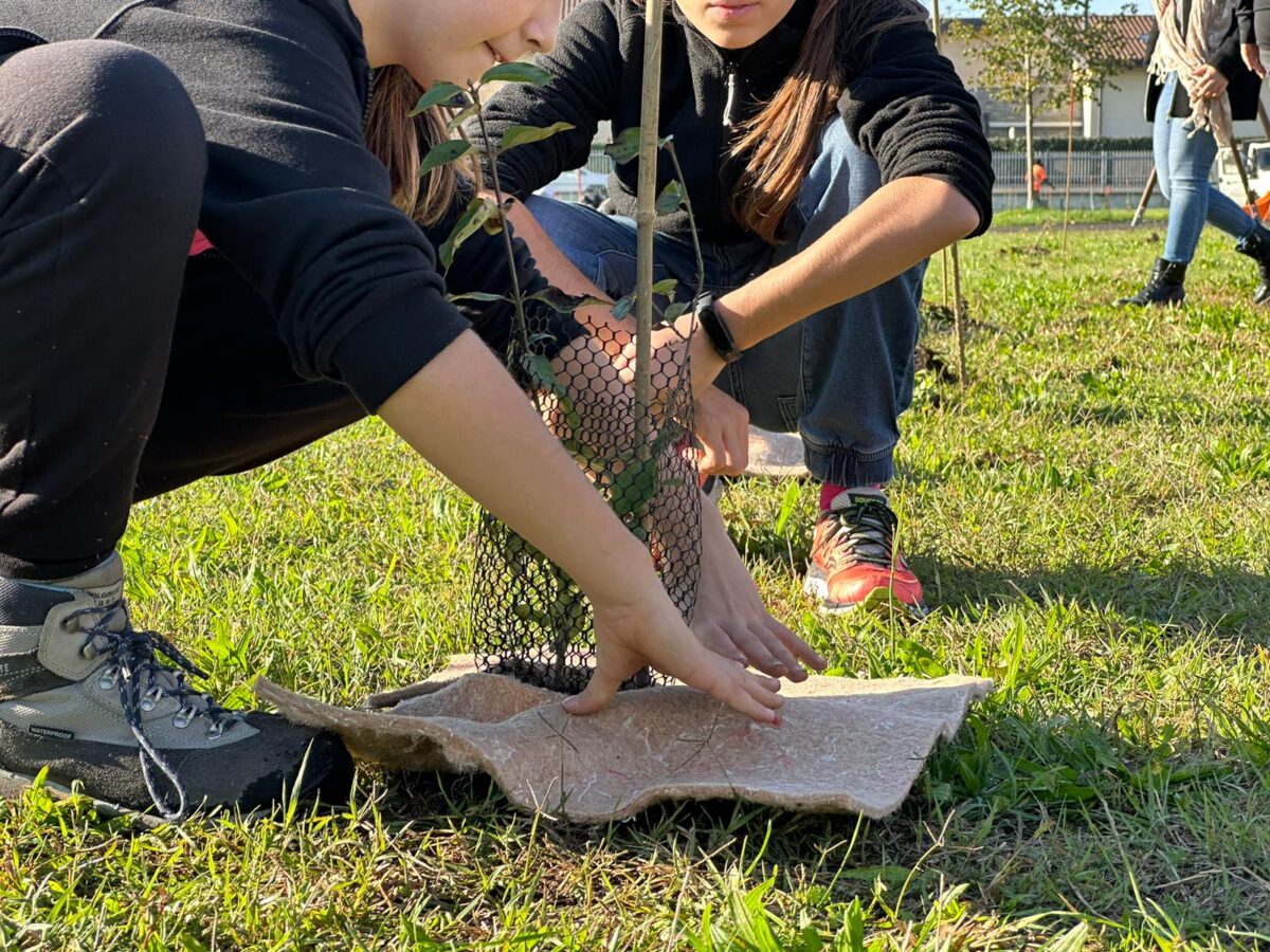 LA RETE GREEN DI "PIANTALALÌ" ARRIVA A MEDA, SARONNO E CARONNO PERTUSELLA Altri tre Comuni nel progetto di piantagione e riforestazione di FNM e Trenord che ricostruisce le reti ecologiche per tutela della biodiversità in Lombardia Milano, 9 aprile 2025 – Arriva anche a Meda, Saronno e Caronno Pertusella "Piantalalì", il progetto di piantagione e riforestazione avviato da FNM e Trenord per ricostruire tratti di reti ecologiche interrotte dall'urbanizzazione, con il supporto scientifico di FLA – Fondazione Lombardia per l'Ambiente. Gli interventi nei tre Comuni interesseranno complessivamente circa 55mila mq, su cui cresceranno 2.100 nuove piante e arbusti; si aggiungono ai "cantieri verdi" già conclusi a Cormano, Paderno Dugnano, Busto Arsizio, Rescaldina, Castellanza, Gerenzano, Novate Milanese. "Piantalalì" lavora per ripristinare in Lombardia le reti ecologiche utilizzate da animali e specie vegetali per muoversi e svilupparsi, spesso interrotte dallo sviluppo urbanistico. La ricostruzione di queste reti consente di tutelare la biodiversità delle diverse aree, cioè la ricchezza di specie animali e vegetali presenti in un ecosistema. In tre anni, nell'ambito del progetto sono stati piantati alberi su una superficie di oltre 115mila mq; altri 25mila sono stati ricoperti di arbusti. Complessivamente, il lavoro ha interessato circa 270mila mq di terreno. Grazie alla collaborazione con i Comuni, "Piantalalì" interviene anche su aree fruite dalle comunità locali, per migliorarne l'aspetto, il microclima e la qualità dell'aria, a beneficio della socialità. Il progetto non ha solo obiettivi ecologici e di sostenibilità ambientale nei confronti del territorio attraversato dalla ferrovia, ma mira anche a promuovere attività didattiche ed educative: è sempre più forte, infatti, il legame con scuole e Istituti Comprensivi, per coinvolgere bambini e studenti in momenti di formazione teorica e pratica. Partner scientifico di FNM e Trenord in questo percorso è FLA, responsabile dell'individuazione delle aree, della definizione e progettazione degli interventi, dell'interlocuzione con i Comuni, costantemente coinvolti e aggiornati in un dialogo continuo. I cantieri a Meda A Meda i lavori, ora conclusi, hanno riguardato due aree verdi. La prima, di circa 11mila mq, si trova all'interno del parco comunale "Beretta Molla", dove sono stati piantumati 65 alberi autoctoni e 22 piante arbustive; si sono svolti inoltre ad alcuni interventi di potatura. La seconda, di 4.700 mq, è situata nell'Istituto Comprensivo Statale "A. Diaz" - Plesso Polo, frequentato da oltre 250 studenti della scuola primaria e dell'infanzia. Qui sono stati messi a dimora 31 alberi autoctoni e sono stati eseguiti interventi di potatura, per migliorare l'aspetto di ambienti utilizzati dai piccoli studenti e garantire a loro e ai loro insegnanti più ombra e frescura nei periodi più caldi. Grazie alla collaborazione con la Dirigenza e i docenti della scuola, verranno attivati progetti educativi e didattici sui temi ecologici, rivolti agli studenti della scuola primaria e ai bambini della scuola dell'infanzia. I cantieri a Saronno e Caronno Pertusella A Saronno e Caronno Pertusella sono previsti interventi su quattro diverse aree; complessivamente, prevedono la messa a dimora di oltre 2mila tra alberi e arbusti autoctoni. L'area più ampia, estesa su circa 30mila mq, si trova nei pressi della ferrovia, al confine tra i due Comuni. È stata recentemente acquisita dalla Fondazione Base Scout Colombara con l'obiettivo di farla rinascere dopo un devastante incendio subito nel 2022. Qui si prevede di mettere a dimora oltre 1.000 tra alberi e arbusti autoctoni, creando alcune radure per l'attività di scout e cittadinanza, e di realizzare delle aree umide temporanee. Sono nel Comune di Saronno altre tre aree di interventi: la prima è in Via Venezia, all'ingresso del PLIS Parco del Torrente Lura. Su una superfice di 5.600 mq è prevista la messa a dimora di alberi e arbusti, per contribuire a migliorare il microclima in un punto di accesso al parco, rafforzando la connessione ecologica nell'area. Il secondo punto di intervento, di circa 4.600 mq, è situato a nord di Viale Rezia ed è composto da due ambienti. Nella parte nord-est su un prato saranno messi a dimora alberi autoctoni; saranno posizionati inoltre arbusti a fianco della strada. Nell'ambito a sud-ovest si lavorerà invece per dare vita a un piccolo ecosistema boschivo, funzionale ad ospitare fauna e flora. Per collegare i due ambienti sarà realizzato un sentiero. I lavori su queste due aree si svolgeranno in primavera. Prenderanno il via fra ottobre e novembre i lavori su una terza area di 3.900 mq, situata a nord-ovest della città di Saronno, per incrementarne il patrimonio arboreo-arbustivo. Lavori in corso o già terminati in 7 comuni lombardi Il Progetto "Piantalalì" ha già messo le sue radici, finora, in sette comuni nel territorio della Città Metropolitana di Milano e in provincia di Varese: Cormano, Paderno Dugnano, Busto Arsizio, Castellanza, Gerenzano, Novate Milanese e Rescaldina, dove, per la prima volta, sono state coinvolte scuole e Istituti Comprensivi, con il duplice obiettivo di migliorare il valore ecosistemico degli ambienti e offrire spunti per attività didattiche ed educative. "Piantalalì": un tassello del progetto FILI "Piantalalì" è un tassello di un più ampio percorso per la riqualificazione urbana ed extraurbana avviato con FILI, progetto promosso da Regione Lombardia, FNM, FERROVIENORD e Trenord, con un duplice obiettivo: dare nuovo significato ai principali centri di connessione ferroviari e proporre soluzioni all'avanguardia nel disegno architettonico e nella sostenibilità ambientale. Grazie a FILI, l'asse Milano-Malpensa diventerà un'arteria di scenari urbani verdi, moderni e ad alta vivibilità, che interesserà stazioni e reti, ma anche le aree limitrofe. Trenord