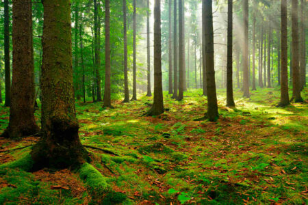 FNM e Trenord creano un bosco a Paderno Dugnano