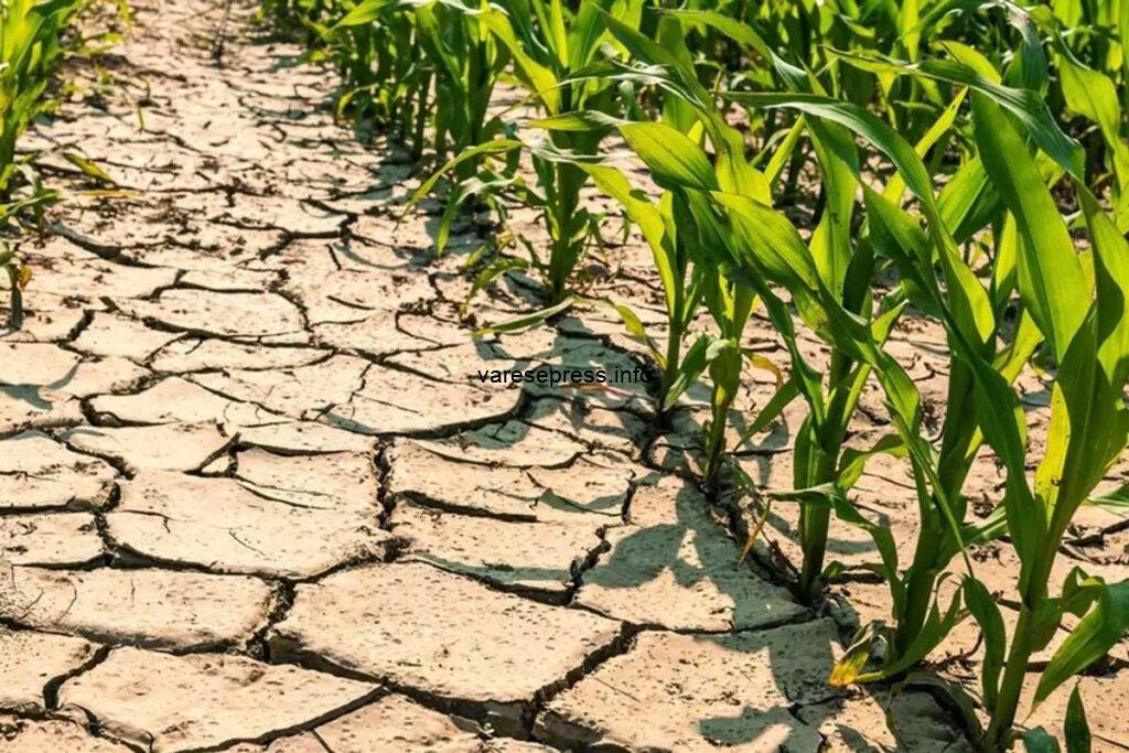Siccità: Cia, a rischio fino a 30% prodotti agricoli
