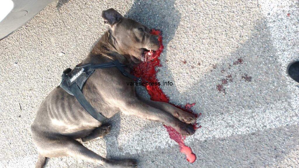 Fagnano Olona, cane avvelenato in giardino Fagnano Olona, cane avvelenato in giardino