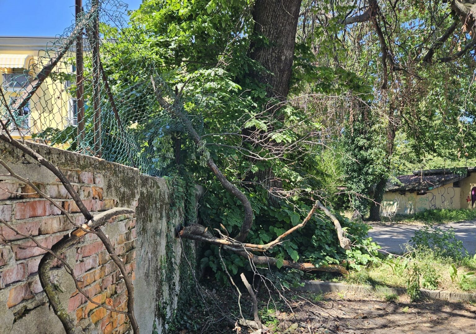 Ramo spezzato pericolo assicurato a Somma Lombardo