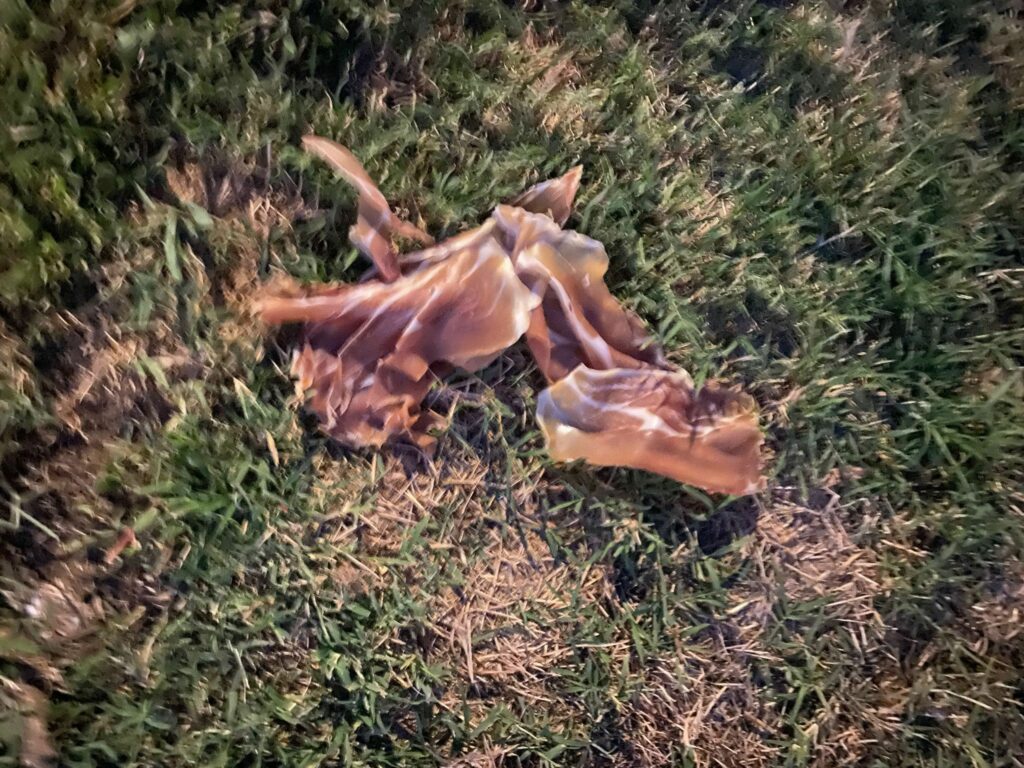 Fagnano Olona, avvelenamento in via Corridoni? Fagnano Olona, avvelenamento in via Corridoni?