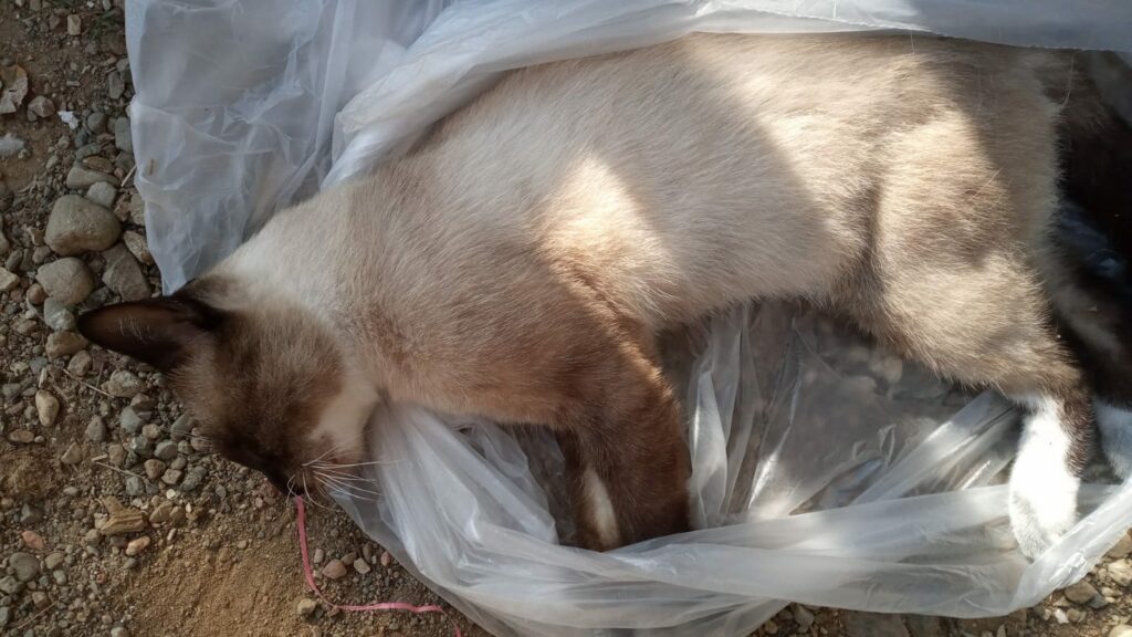 A Fagnano Olona continuano i casi di avvelenamento A Fagnano Olona continuano i casi di avvelenamento