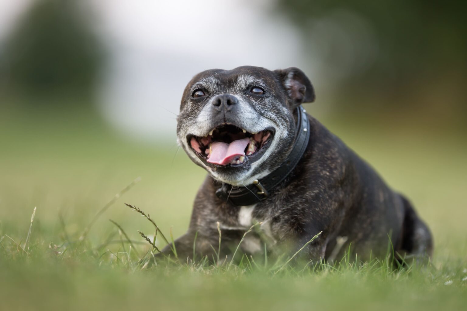 Varese. LNDC Animal Protection e Nutrix Più lanciano la campagna #adottaunnonno Cani anziani in canile: cibo gratis per un anno