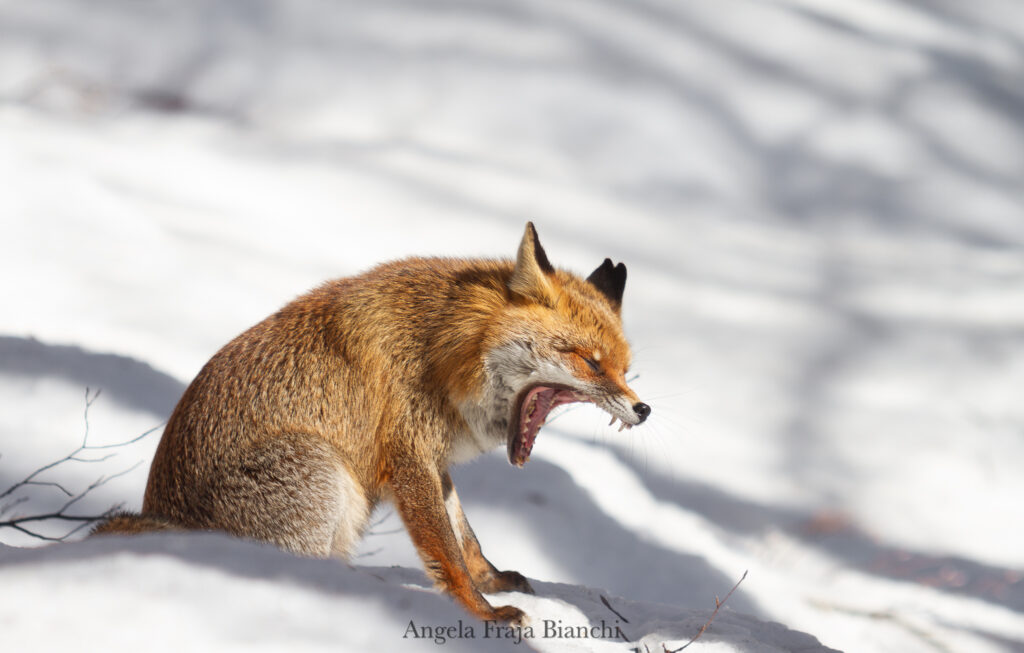 Insubria: ricerca, didattica e terza missione Insubria. Dipartimento di Scienze teoriche