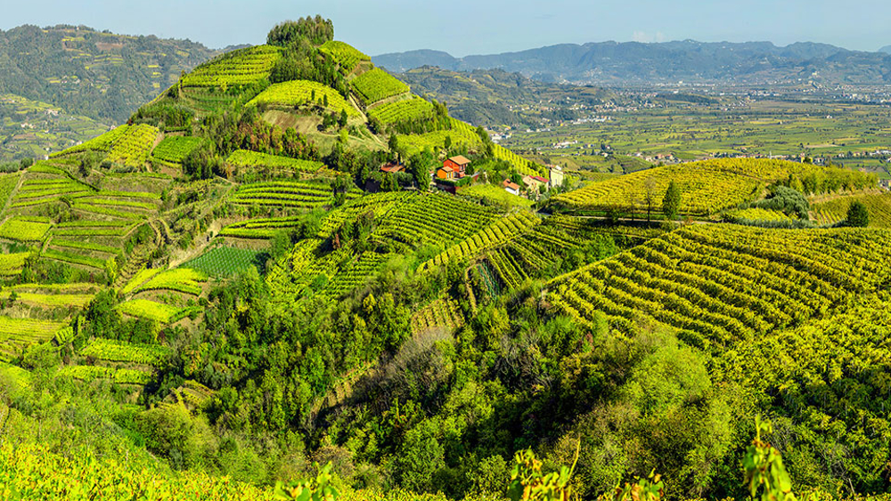 La viticoltura porta vita, a Bodio Consiglio Nazionale Unione Italiana Vini