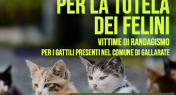 Gallarate a tutela dei gatti randagi