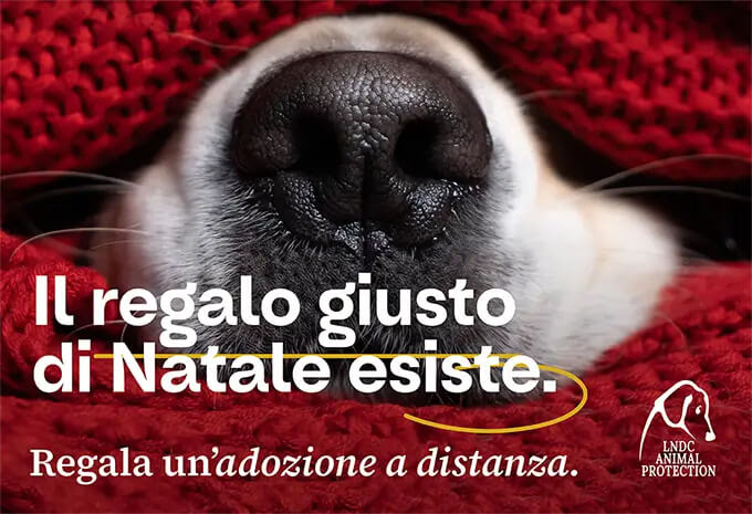 #adottaunnonno: è partita la campagna per adottare un cane o un gatto anziano