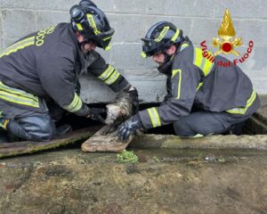 Fagnano Olona: cagnolino salvato dai Vigili del Fuoco