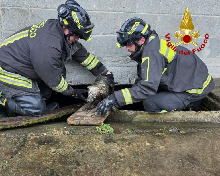 Fagnano Olona: cagnolino salvato dai Vigili del Fuoco