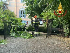 Alberi caduti a Varese e Malnate