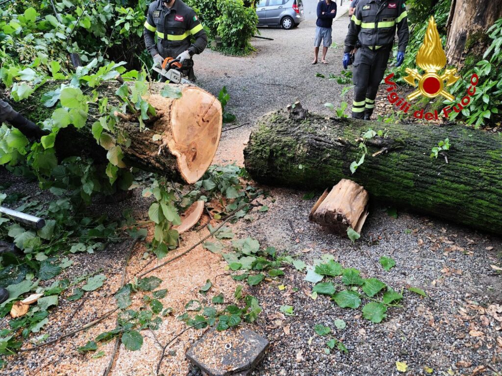 Alberi caduti a Varese e Malnate