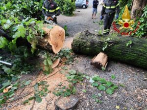 Alberi caduti a Varese e Malnate
