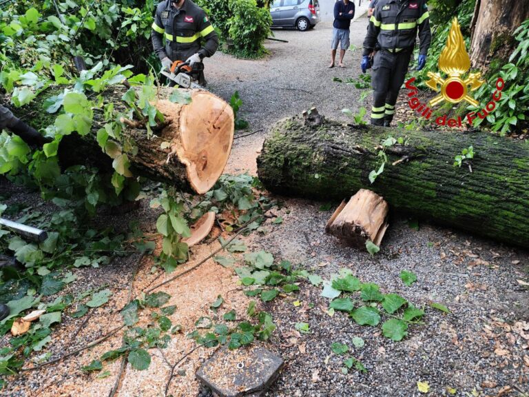 Alberi caduti a Varese e Malnate