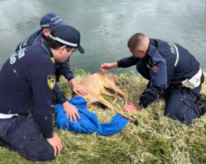 Gaggiano: cervo salvato dalla Polizia Locale