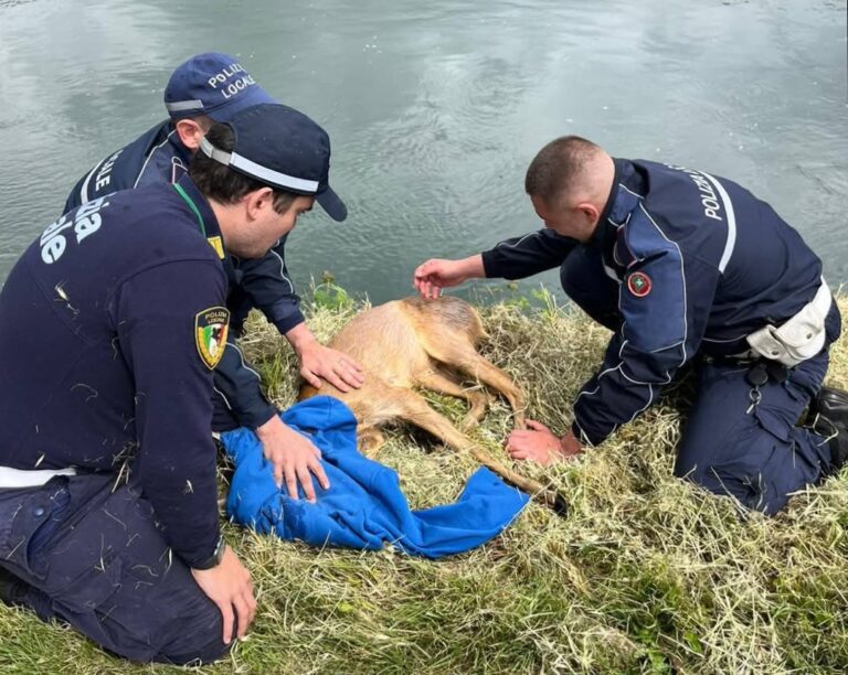 Gaggiano: cervo salvato dalla Polizia Locale
