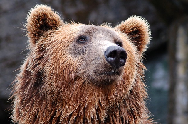 Ucciso da un orso motociclista di Lonate Pozzolo