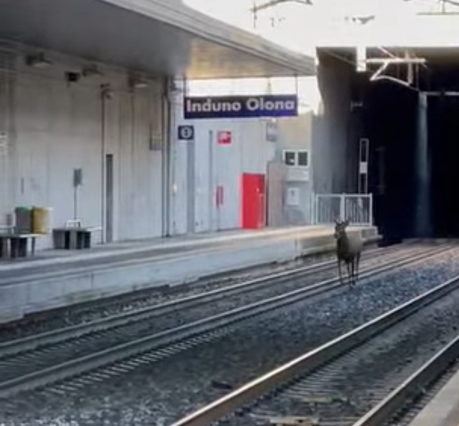 Induno Olona, cervo sui binari