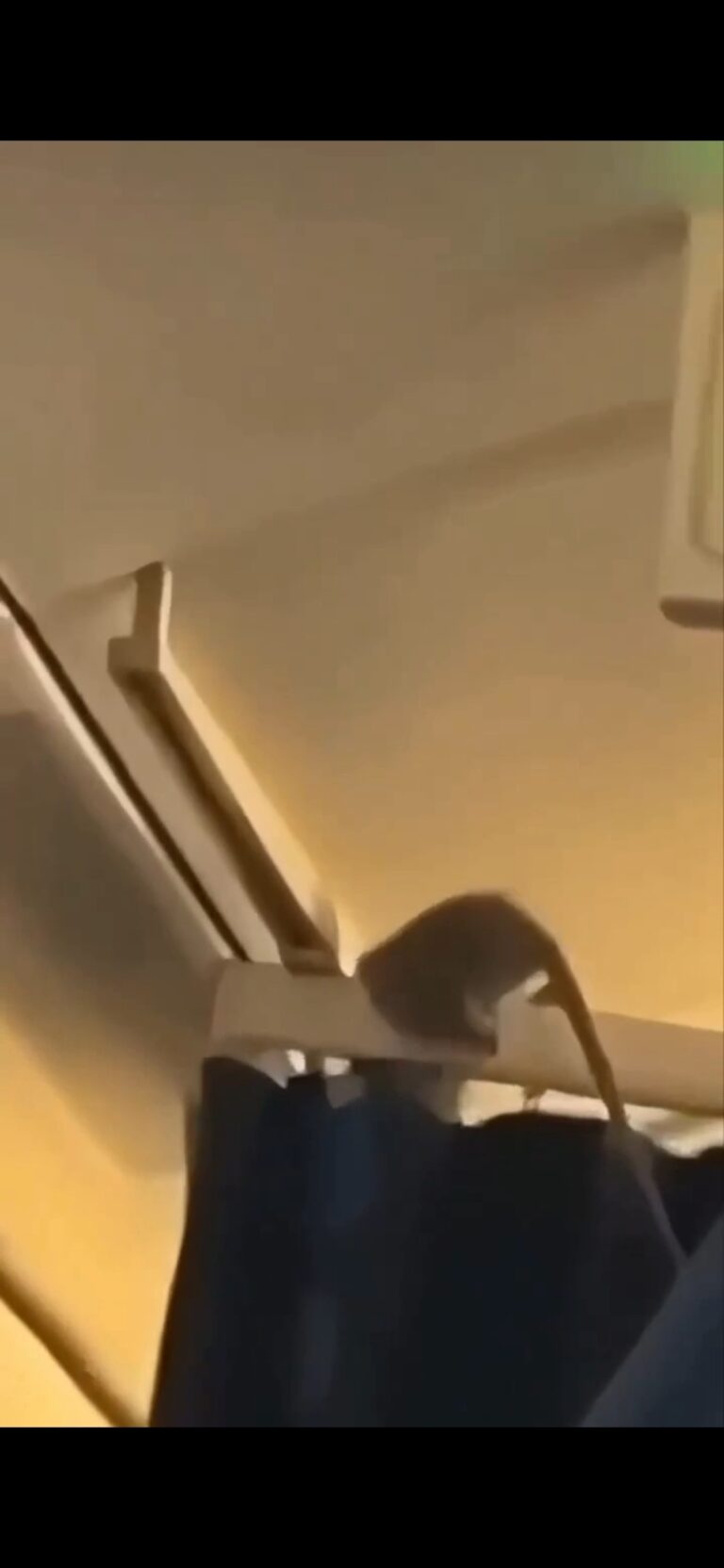 Topo in cabina, aereo KLM