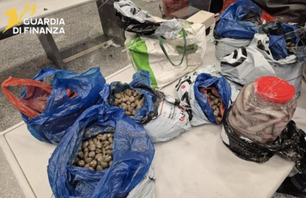 Malpensa, 400 chili di pesce, sequestrato in dogana