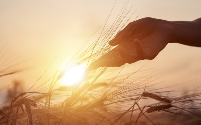 Lombardia, Agricoltura, 2025, crescita superiore a media nazionale