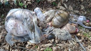 Brunello. Abbandono di una carcassa lungo il sentiero verso il lavatoio