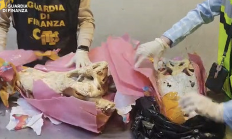 Malpensa, Guardia di Finanza, 2 teschi di coccodrillo in valigia