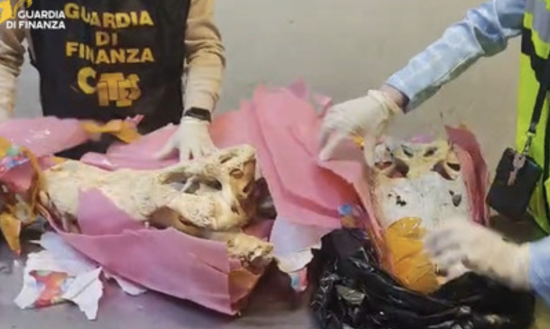 Malpensa, Guardia di Finanza, 2 teschi di coccodrillo in valigia